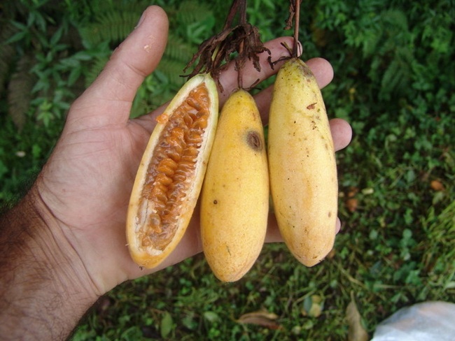 Ngày nay, Curuba được trồng không chỉ ở Nam Mỹ mà nhiều nơi khác. Quả của chúng được xuất khẩu sang Mỹ, Châu Âu và Nhật Bản.&nbsp;