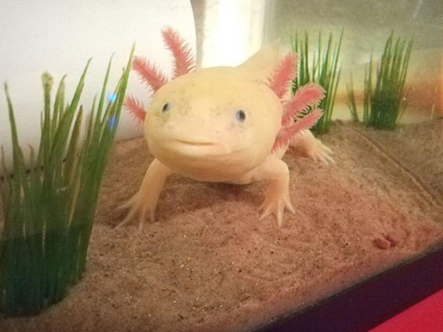 Thị trường - Tiêu dùng - Loài "cá có chân", tự mọc lại phần cơ thể bị mất từng khiến dân chơi Việt "phát sốt"