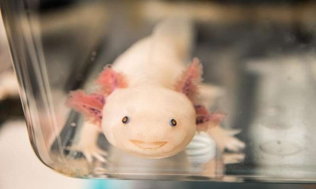 Nếu như Axolotl bị mất một chân, đuôi hoặc một phần trái tim, phần đó sẽ tự hồi phục mà không có vết sẹo.