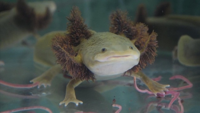 Kỳ giông Axolotl còn được gọi là kì giông Mexico là loài bản địa ở hồ Xochimilco và hồ Chalcot thuộc trung tâm thủ đô Mexico City.