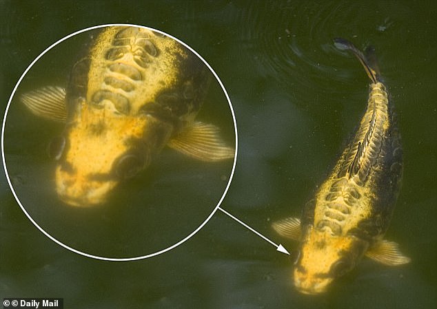 Trường hợp con cá chép có họa tiết giống mặt người trên đầu thường rất hiếm gặp (Ảnh: Daily Mail)