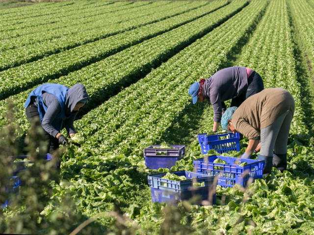 Thế giới - Anh tăng gấp bốn lần lao động nhập cư, cơ hội rộng mở