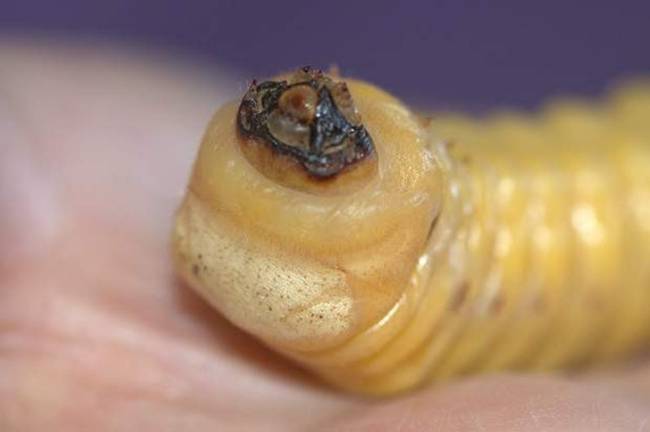 Thậm chí,  Witchetty Grub  còn là thực phẩm giàu axit oleic, loại chất béo có lợi cho sức khỏe người sử dụng.