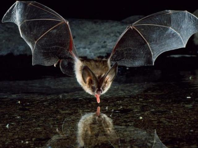 Video - Loài dơi quỷ huyền thoại chuyên hút máu như ma cà rồng