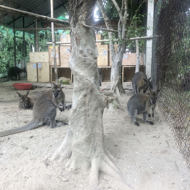 Những con chuột túi trưởng thành có cân nặng khoảng 30kg. Trong ảnh, đàn chuột túi của anh Giáp có cân nặng khoảng 15-20kg.