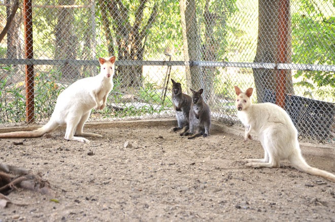 Anh Giáp nhập giống chuột túi wallaby từ Hà Lan sau đó đưa về trang trại chăm sóc, nuôi sinh sản thành công.