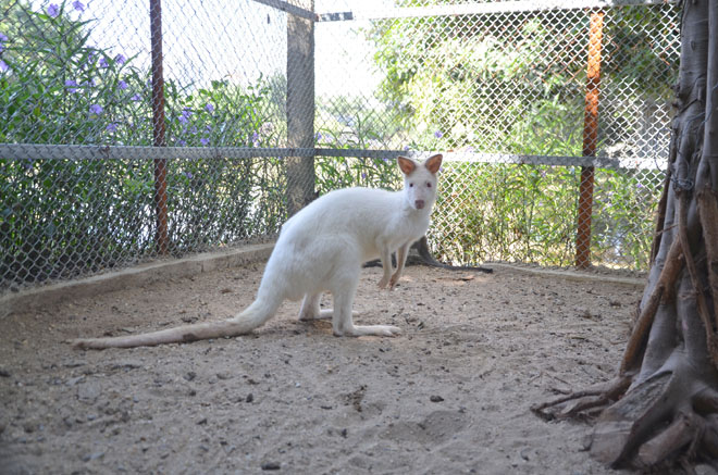 Thông thường loài chuột túi có bộ lông màu xám, một số con đột biến gen có màu trắng. Theo chủ nhân của đàn chuột túi, hiện tại, tại Việt Nam loài chuột túi này được nhiều người mua về làm cảnh, thả trong sân vườn rộng hoặc trong các khu sinh thái, trang trại dành cho học sinh trải nghiệm.
