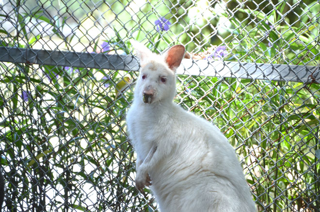 Hai chân phía trước của loài chuột túi wallaby khá nhỏ. Anh Giáp cho hay, một con chuột túi trưởng thành được bán với giá dao động khoảng 40-60 triệu đồng.
