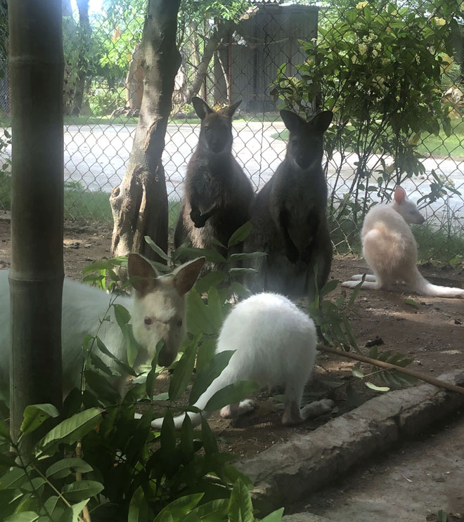 Ngoài ăn rau củ quả, loài chuột túi wallaby cũng ăn các loại lá cây.