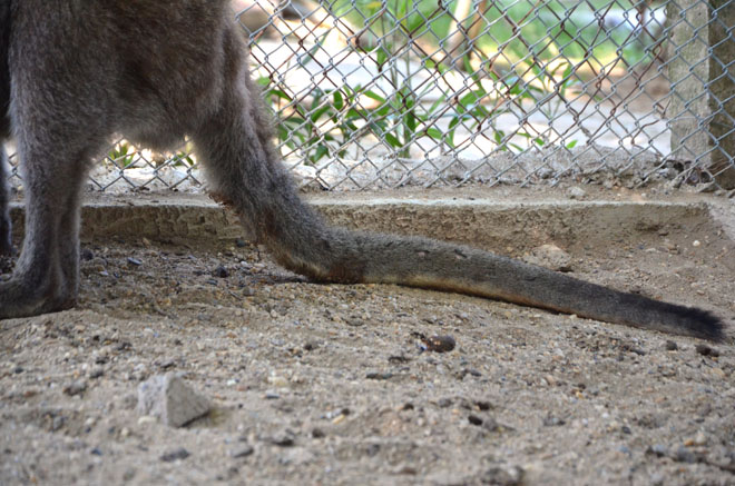 Đuôi của loài chuột túi dài khoảng 30cm.