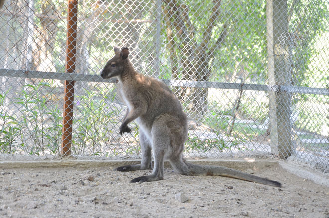 Một con chuột túi wallaby trưởng thành có chiều cao khoảng 80cm