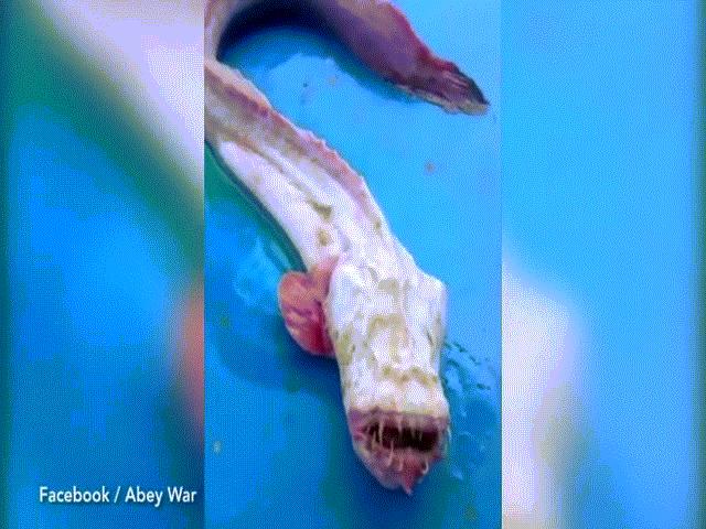 Phi thường - kỳ quặc - Video: Quái vật biển ngoài hành tinh kỳ dị gây hãi hùng