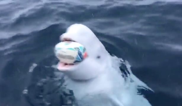 Con cá voi beluga biết chơi ném bóng với người.