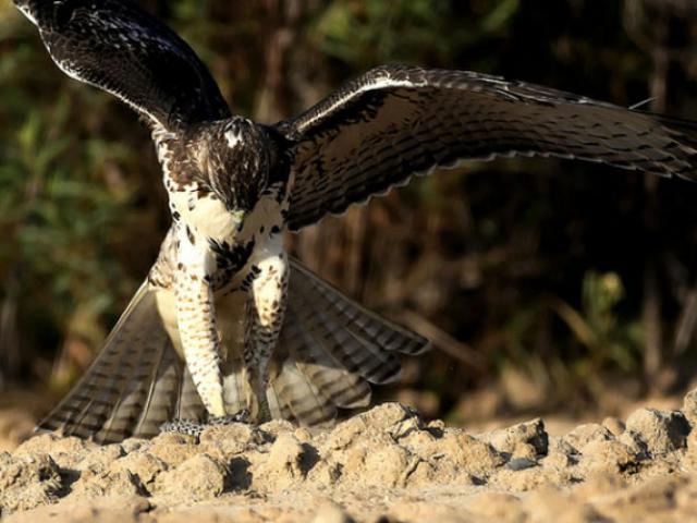 Media - Cận cảnh diều hâu nhanh như điện ăn thịt rắn đuôi chuông