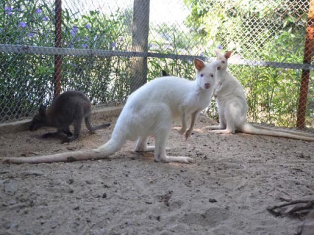 Tin tức trong ngày - Tiết lộ thú vị về đàn chuột túi xuất hiện ở Hà Nội