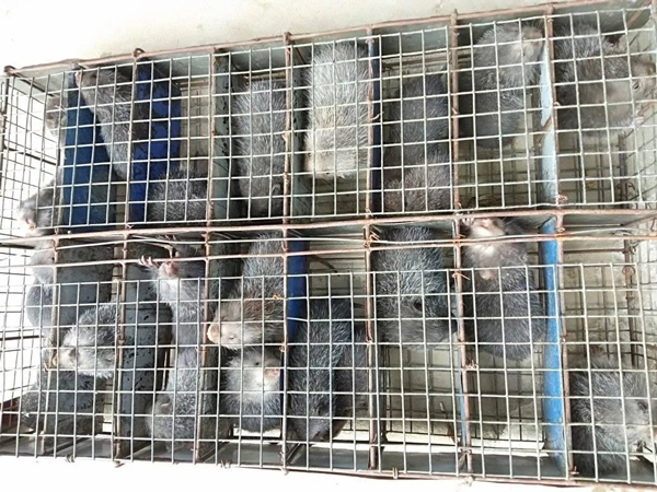 Điều chú ý nhất là vệ sinh chuồng trại và thức ăn của chúng.