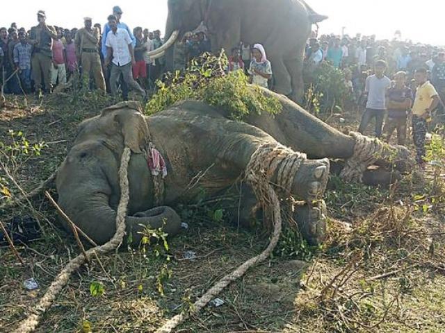 Giết hại 70 người, voi mang tên trùm khủng bố Bin Laden bị bắt sống