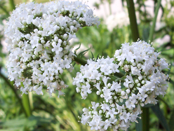 Mỗi năm người Pháp dùng 100 - 150 tấn rễ Nữ lang để giúp hỗ trợ trị mất ngủ