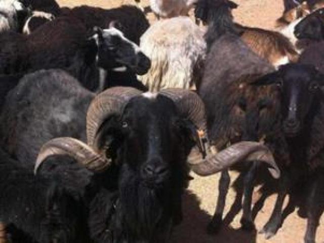 Kinh doanh - Ngược đời: Nuôi con vật “xui xẻo” mà kiếm 17 tỷ/năm