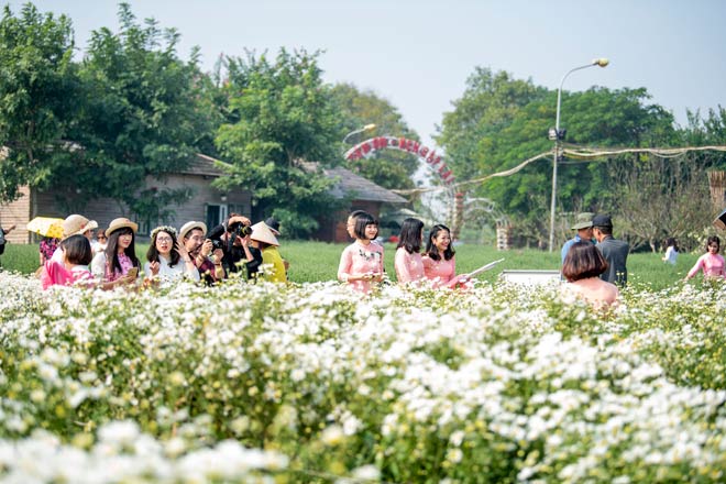 Những ngày này, nhiều vườn cúc họa mi ở bãi đá sông Hồng gần như “thất thủ” vì phải đón lượng khách quá đông.