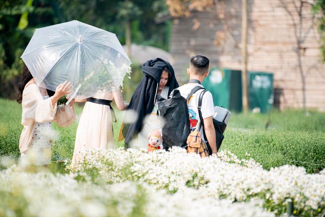 Bất chấp cái nắng oi ả, nhưng nhiều bạn trẻ vẫn đội nắng để có những bức hình đẹp với cúc họa mi đầu mùa