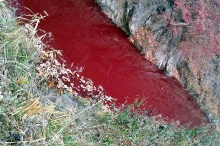 Hình ảnh nước sông đỏ màu máu bất thường ở Hàn Quốc khiến người dân lo lắng