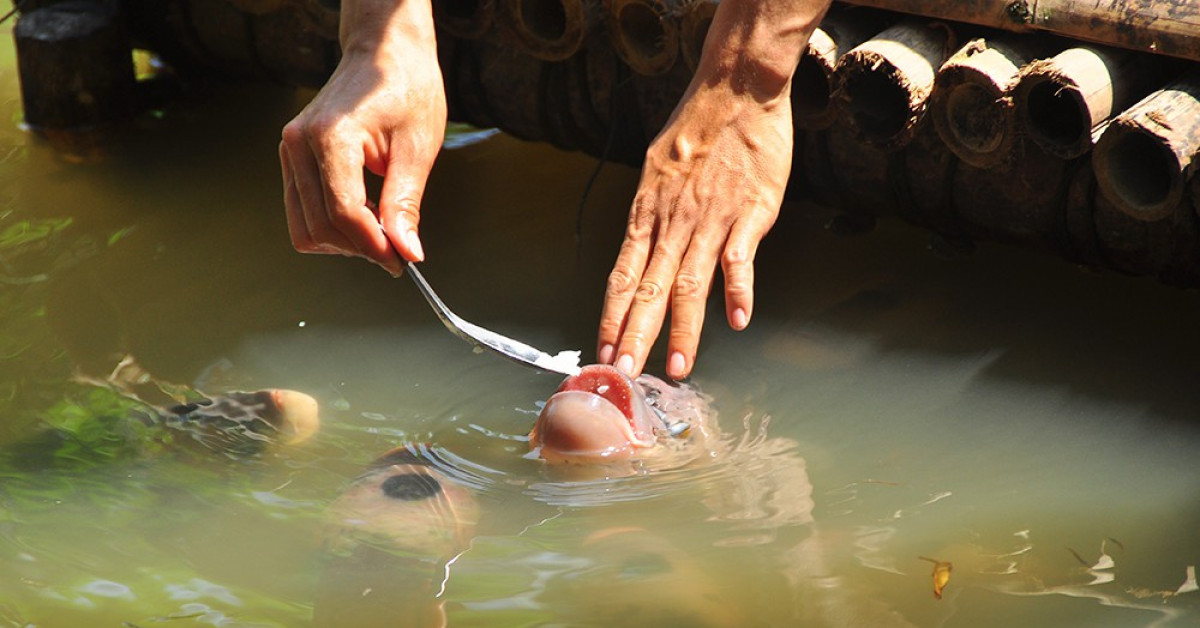 Tin tức trong ngày - Lạ lùng đàn cá tai tượng suốt 30 năm được đút cơm chay mỗi ngày