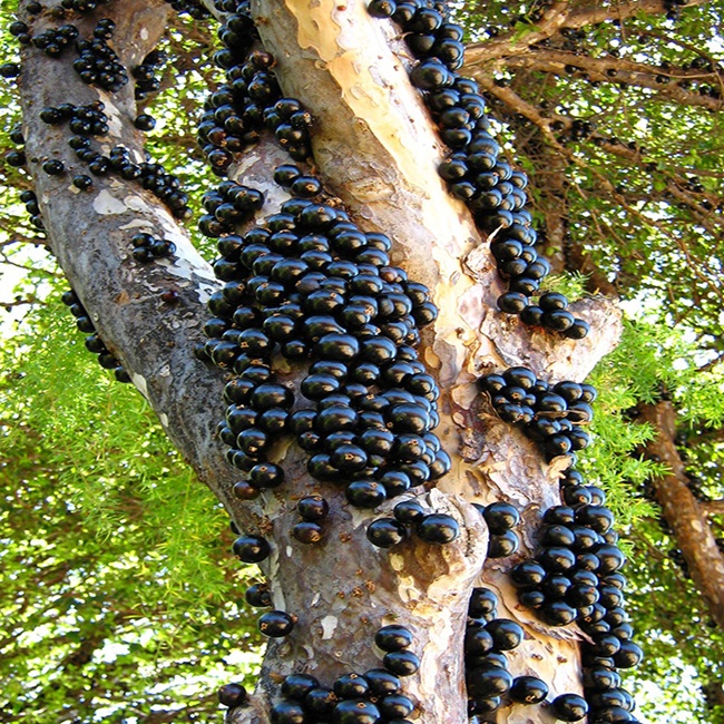 Jabuticaba được cho là có nguồn gốc từ Brazil cũng như nhiều nơi khác ở Nam Mỹ. 