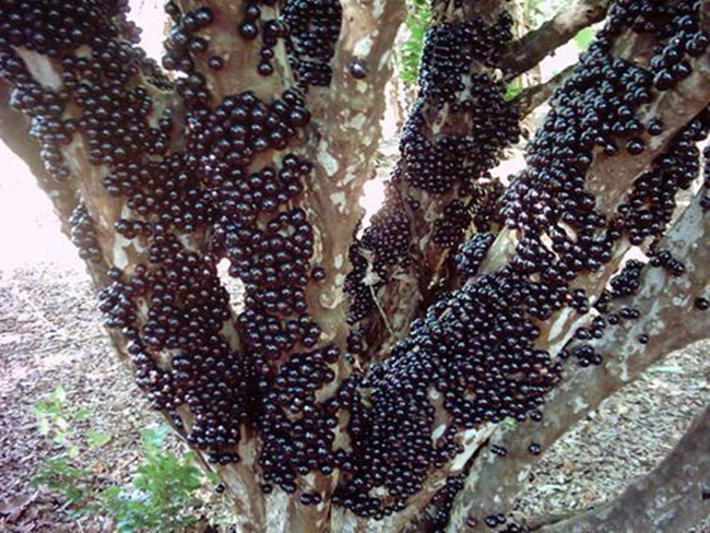 Cây Jabuticaba phát triển rất chậm và có thể mất tám đến mười năm mới ra quả. Chiều cao của cây có thể tới 10-45m.