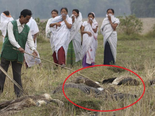Ấn Độ: Hơn 1.000 con chim đang sống bỗng lăn ra chết bí ẩn