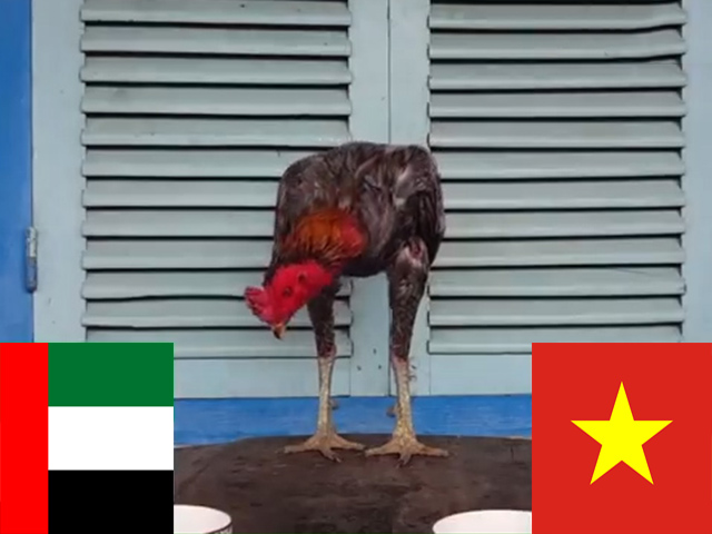 Video Clip Cười - "Gà thần" dự đoán kết quả trận Việt Nam - UAE và cái kết