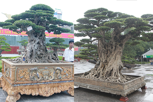 Xuất hiện tại Festival cây cảnh tỉnh Thanh Hóa 2019, hai cây sanh cổ được cắt ra từ một cây đã gây tò mò xen lẫn ngạc nhiên với du khách bởi giá trị lên đến nhiều tỷ đồng.