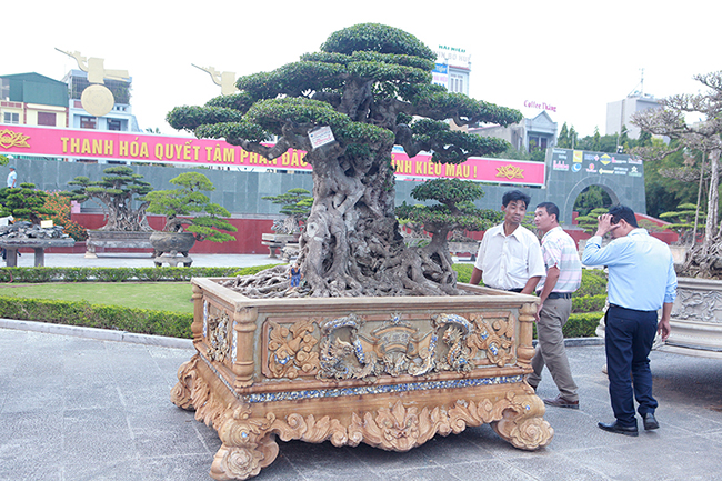Ông Dương Văn Mười (Thường Tín, Hà Nội) cho biết, tác phẩm “Tiên lão giáng trần” là phần ngọn được cắt ra từ cây gốc. Sau 11 năm tạo tác, nuôi dưỡng cây có giá trị nghệ thuật cao và có giá khoảng 16 tỷ đồng.