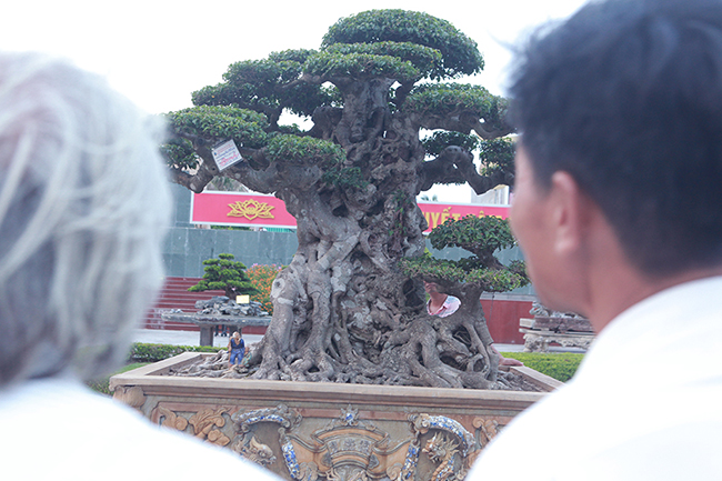 Thân cây to chắc nịch nhưng không tạo ra sự nặng nề, bóng, tán của cây vẫn đầy sự thanh thoát như những đám mây đang bay lượn