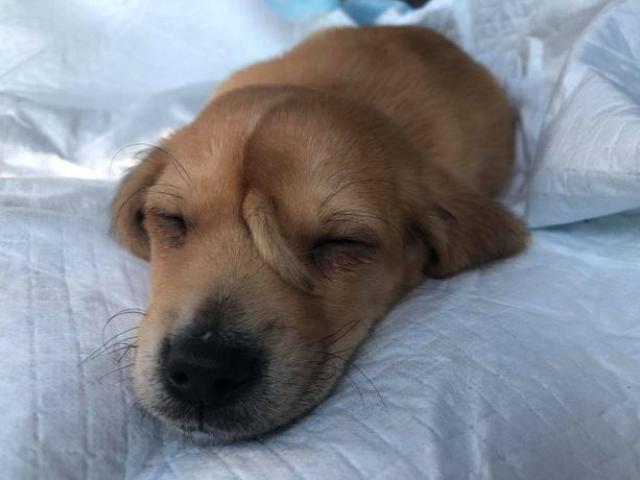 Phi thường - kỳ quặc - Chó "kỳ lân" xuất hiện gây náo loạn cộng đồng mạng