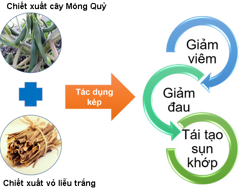 Tác dụng hiệp đồng của Cây Móng Quỷ và Vỏ Liễu Trắng