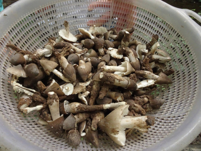 Thập đại đặc sản nấm đẹp như cổ tích lại ngon bổ quý nhất đất Việt - 7