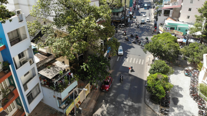 Đường Trần Phú, quận 5, TP HCM có nhiều cây xanh trên 100 năm tuổi, đang bị xâm hại bởi công trình nhà ở.