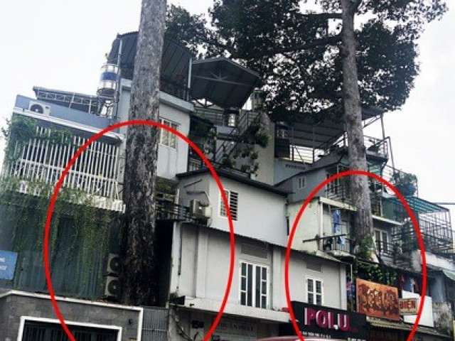 Tin tức trong ngày - Cổ thụ "đâm" giữa nhà dân ở TP HCM