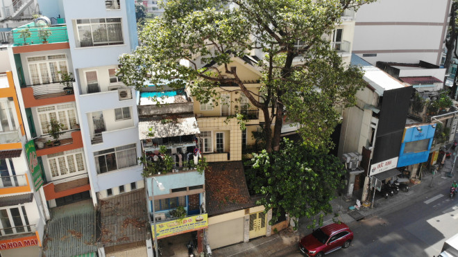 Một trường hợp khác là cây dầu 60 năm tuổi, đường kính 0,6 m, được đánh số và quản lý bởi Công Ty TNHH MTV Công viên Cây Xanh TP HCM, nằm lọt trong khuôn viên nhà của người dân.