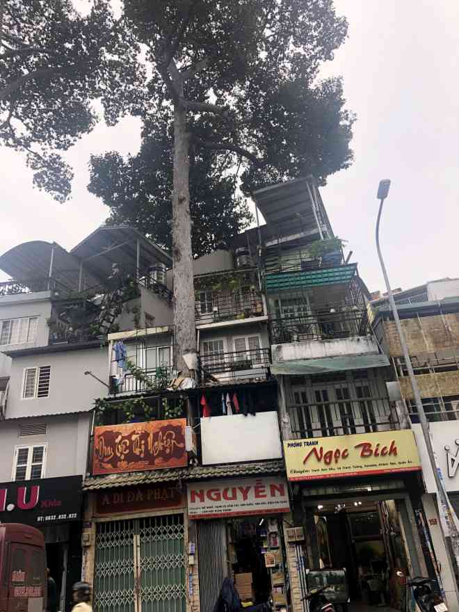 Cận cảnh một cây dầu khoảng 80 năm tuổi nằm bên trong, mắc kẹt giữa hai căn nhà 15C và 15D Trần Phú