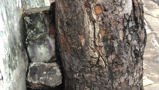 Nhiều cây xanh đang rơi vào tình trạng "giành" đất để sinh trưởng với các công trình nhà ở lân cận.