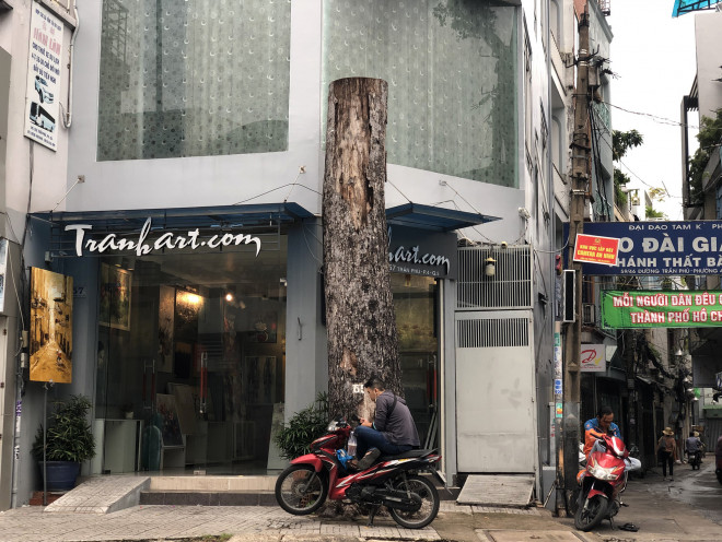 Một số cây xanh đã bị bức tử chết khô vì các công trình xâm phạm nghiêm trọng đến bộ rễ sinh trưởng