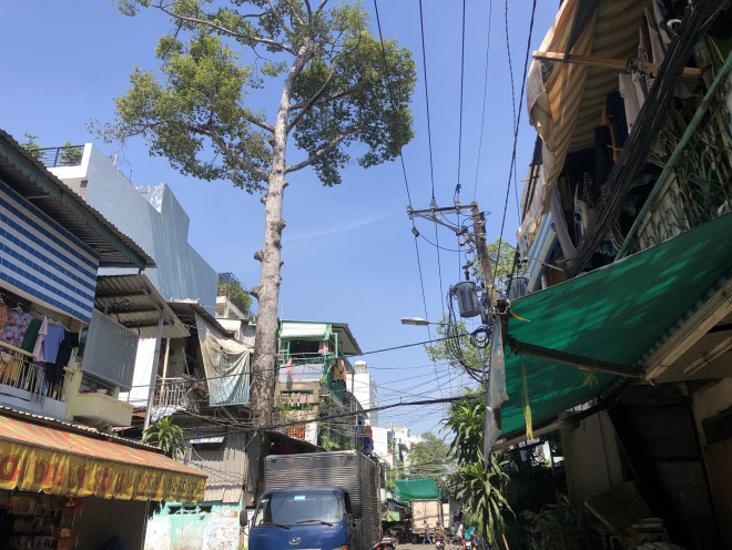 Cây xanh nằm trong khu vực Hồ Thị Kỷ, quận 10, TP HCM cũng bị xâm hại bởi các công trình nhà ở. Trong ảnh một cây mọc giữa nhà dân.