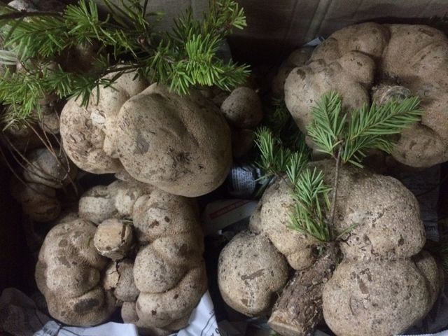 Thập đại đặc sản nấm đẹp như cổ tích lại ngon bổ quý nhất đất Việt - 6