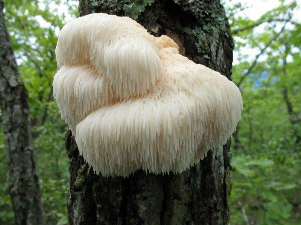 Thập đại đặc sản nấm đẹp như cổ tích lại ngon bổ quý nhất đất Việt - 5