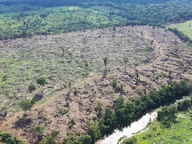 Thế giới - “Cơn khát” của Trung Quốc khiến rừng Amazon hứng chịu hậu quả hủy diệt