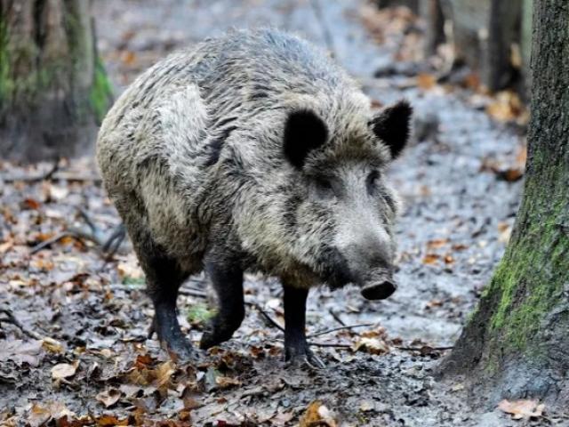 Phi thường - kỳ quặc - Túi ma túy trị giá 500 triệu đồng bị sinh vật không ai nghĩ đến phá hoại