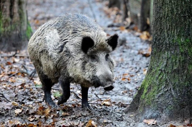 Lợn rừng vô tình phá hoại nhiều chuyến hàng của những kẻ buôn ma túy.