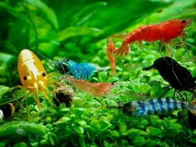 Thị trường - Tiêu dùng - Loài chỉ nhỉnh hơn… que tăm mà thành thú nuôi tiền triệu ở Việt Nam